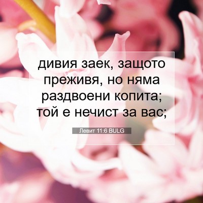 Picture 07 - Левит 11:6 BULG - дивия заек, защото преживя, - Bible Verse Picture