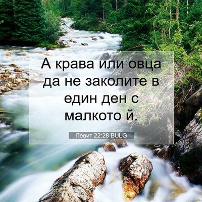 Picture 07 - Левит 22:28 BULG - А крава или овца да не - Bible Verse Picture