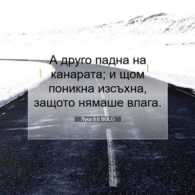 Picture 07 - Лука 8:6 BULG - А друго падна на канарата; - Bible Verse Picture