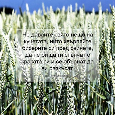 Picture 07 - Матей 7:6 BULG - Не давайте свято нещо на - Bible Verse Picture