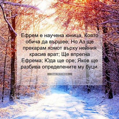 Picture 07 - Осия 10:11 BULG - Ефрем е научена юница, - Bible Verse Picture
