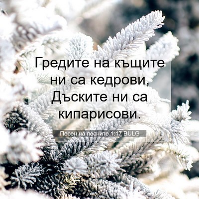 Picture 07 - Песен на песните 1:17 BULG - Гредите на къщите ни са - Bible Verse Picture
