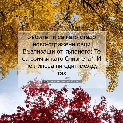 Picture 07 - Песен на песните 4:2 BULG - Зъбите ти са като стадо - Bible Verse Picture