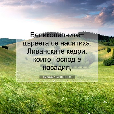 Picture 07 - Псалми 104:16 BULG - Великолепните+ дървета се - Bible Verse Picture