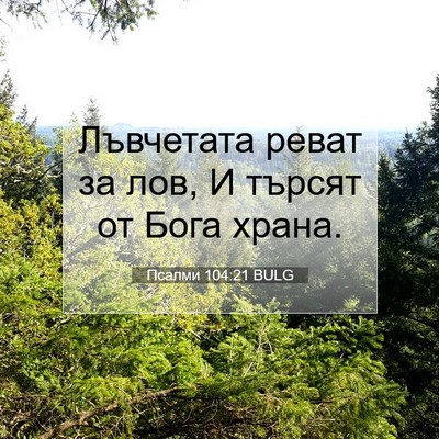 Picture 07 - Псалми 104:21 BULG - Лъвчетата реват за лов, И - Bible Verse Picture