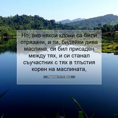 Picture 07 - Римляни 11:17 BULG - Но, ако някои клони са били - Bible Verse Picture