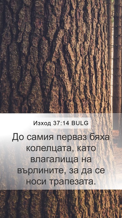 Изход 37:14 BULG Mobile Phone Wallpaper - До самия перваз бяха - Mobile Bible Verse Wallpaper