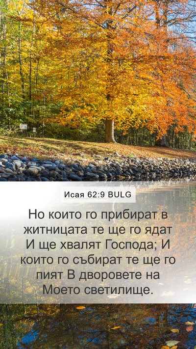 Исая 62:9 BULG Mobile Phone Wallpaper - Но които го прибират в - Mobile Bible Verse Wallpaper