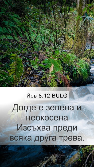 Йов 8:12 BULG Bible Verse Image