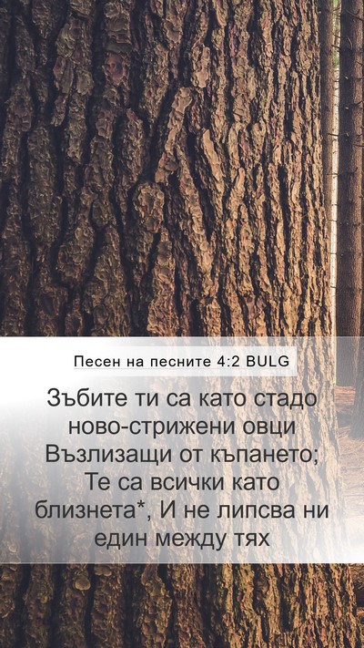 Песен на песните 4:2 BULG Mobile Phone Wallpaper - Зъбите ти са като стадо - Mobile Bible Verse Wallpaper