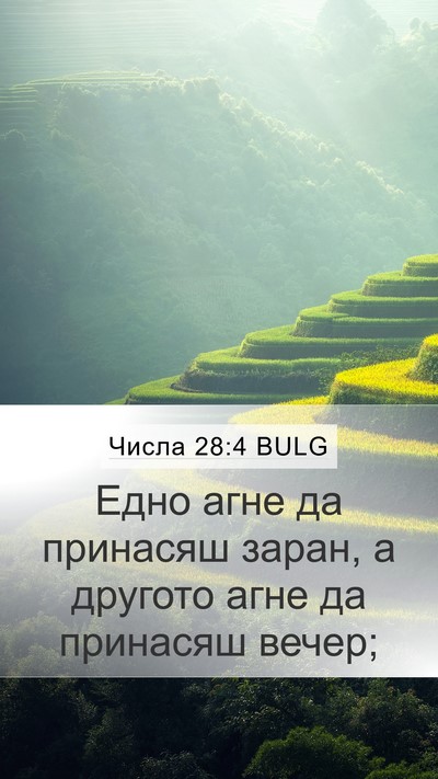 Числа 28:4 BULG Mobile Phone Wallpaper - Едно агне да принасяш - Mobile Bible Verse Wallpaper